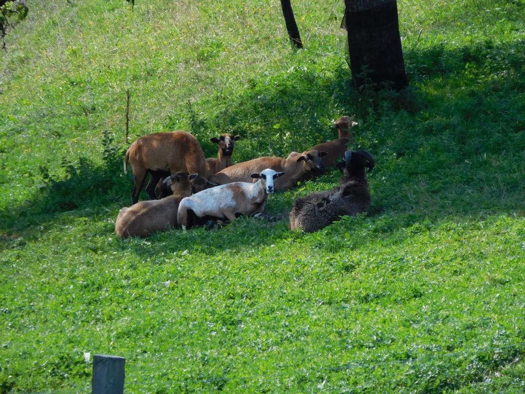 Urlaub Am Bauernhof Blamauer Koehr Göstling an der Ybbs Екстериор снимка